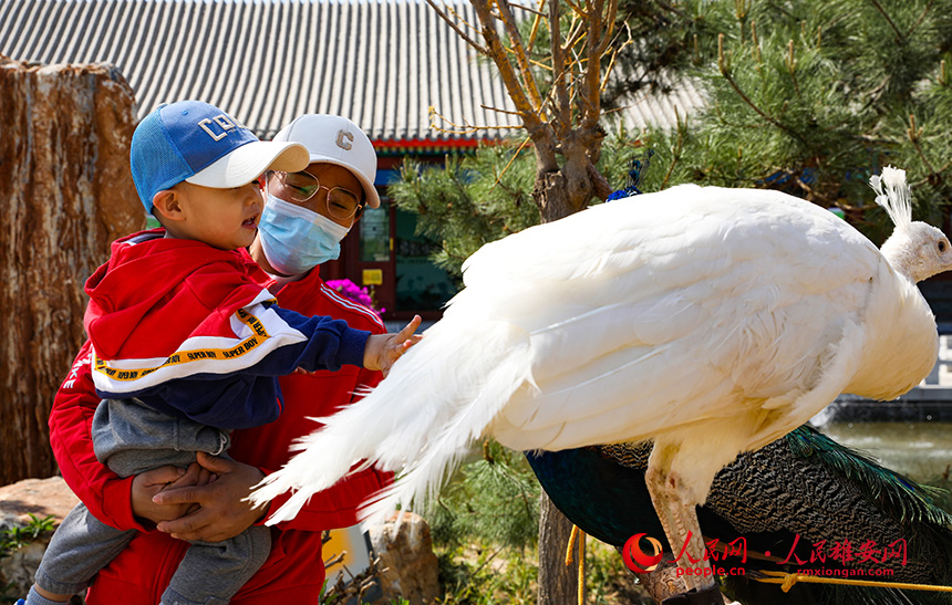 游客和小動物互動。人民網(wǎng)?宋燁文攝