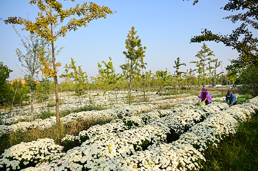 雄安郊野公園發(fā)展林下經(jīng)濟(jì)，這里的北京白菊已進(jìn)入收獲季節(jié)。胡忠攝